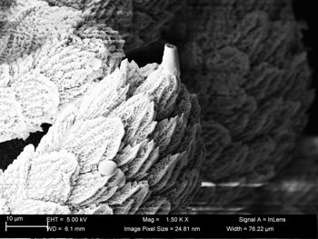 Media type: image;   Invertebrate Zoology 32029 Description: SEM image of specimen.;